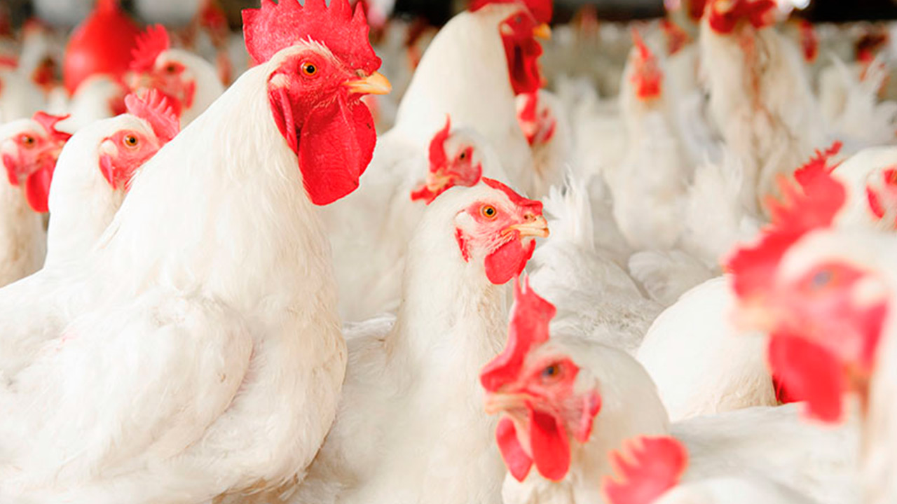 Uso de Gordura em Rações para Aves